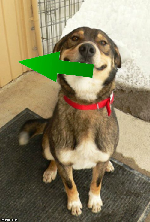 Smiling dog | image tagged in smiling dog | made w/ Imgflip meme maker
