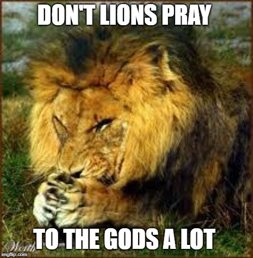 gods | DON'T LIONS PRAY; TO THE GODS A LOT | image tagged in lion | made w/ Imgflip meme maker