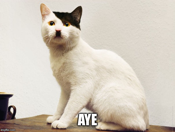 Hitler Cat | AYE | image tagged in hitler cat | made w/ Imgflip meme maker