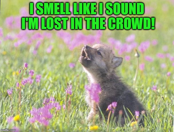 Baby Insanity Wolf Meme | I SMELL LIKE I SOUND I'M LOST IN THE CROWD! | image tagged in memes,baby insanity wolf | made w/ Imgflip meme maker
