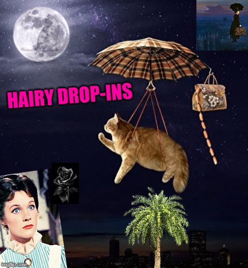 done with the bogus | HAIRY DROP-INS | image tagged in done with the bogus | made w/ Imgflip meme maker