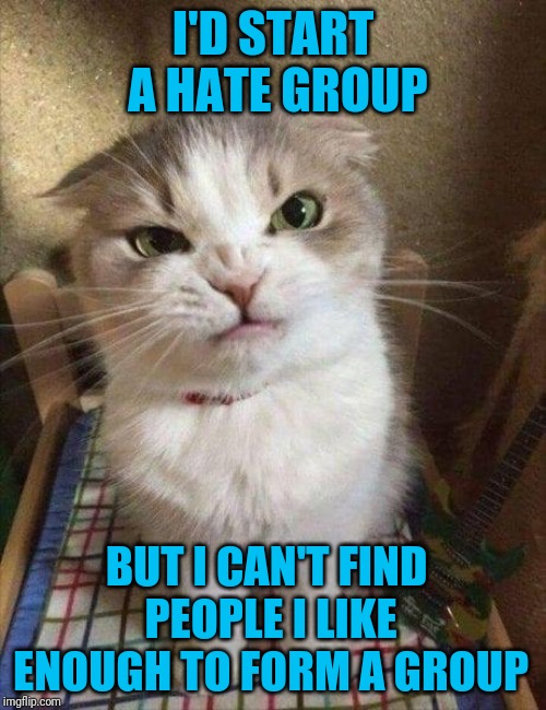 Freelance Hater |  I'D START A HATE GROUP; BUT I CAN'T FIND PEOPLE I LIKE ENOUGH TO FORM A GROUP | image tagged in angry cat | made w/ Imgflip meme maker