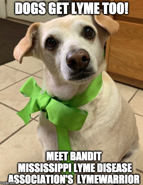 DOGS GET LYME TOO! MEET BANDIT
 
MISSISSIPPI LYME DISEASE ASSOCIATION'S
 LYMEWARRIOR | made w/ Imgflip meme maker