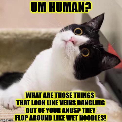 FROM YOUR ANUS | UM HUMAN? WHAT ARE THOSE THINGS THAT LOOK LIKE VEINS DANGLING OUT OF YOUR ANUS? THEY FLOP AROUND LIKE WET NOODLES! | image tagged in from your anus | made w/ Imgflip meme maker