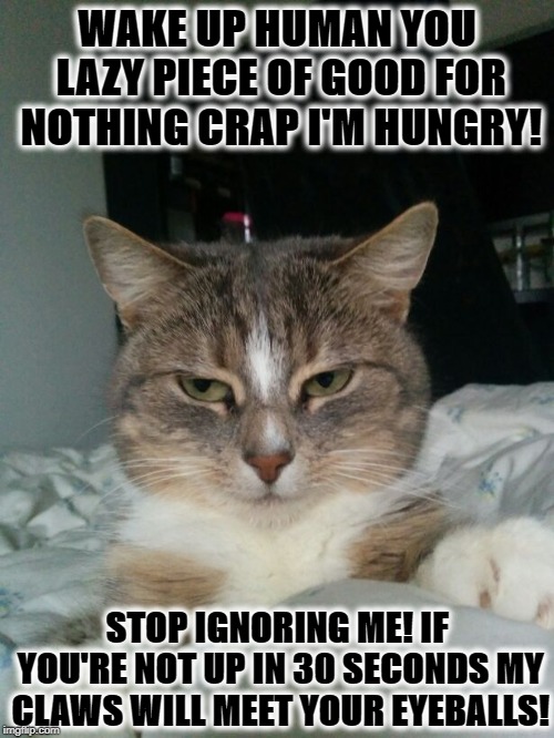 I WANNA EAT | WAKE UP HUMAN YOU LAZY PIECE OF GOOD FOR NOTHING CRAP I'M HUNGRY! STOP IGNORING ME! IF YOU'RE NOT UP IN 30 SECONDS MY CLAWS WILL MEET YOUR EYEBALLS! | image tagged in i wanna eat | made w/ Imgflip meme maker