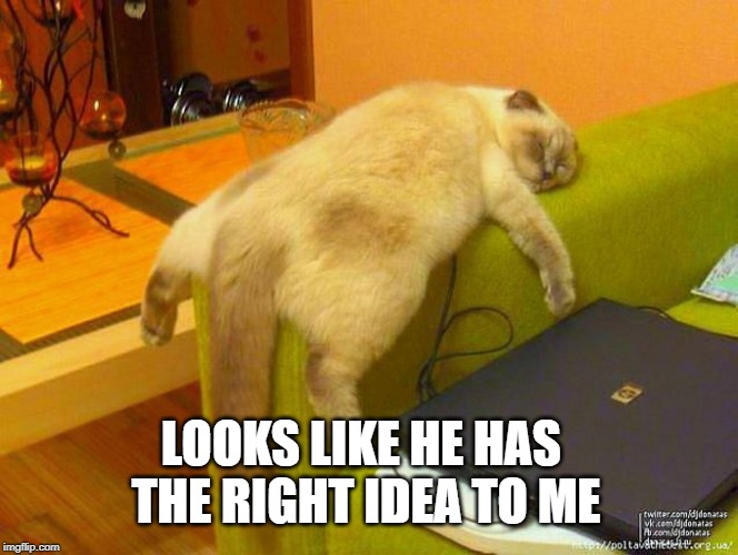 sleeping cat | LOOKS LIKE HE HAS THE RIGHT IDEA TO ME | image tagged in sleeping cat | made w/ Imgflip meme maker