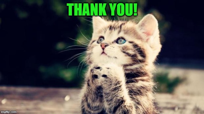 Cute kitten | THANK YOU! | image tagged in cute kitten | made w/ Imgflip meme maker