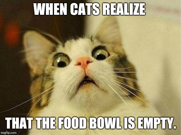 Scared Cat Meme | WHEN CATS REALIZE; THAT THE FOOD BOWL IS EMPTY. | image tagged in memes,scared cat | made w/ Imgflip meme maker