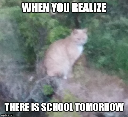 Realizion cat | WHEN YOU REALIZE; THERE IS SCHOOL TOMORROW | image tagged in realizion cat | made w/ Imgflip meme maker