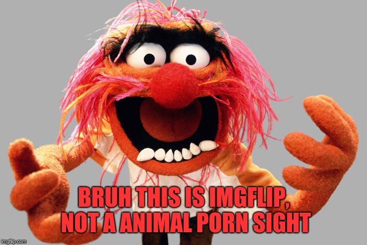 animal muppets | BRUH THIS IS IMGFLIP, NOT A ANIMAL PORN SIGHT | image tagged in animal muppets | made w/ Imgflip meme maker