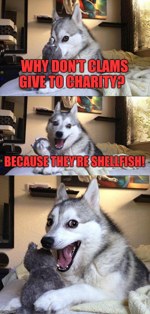 Bad Pun Dog Meme | WHY DON’T CLAMS GIVE TO CHARITY? BECAUSE THEY’RE SHELLFISH! | image tagged in memes,bad pun dog | made w/ Imgflip meme maker