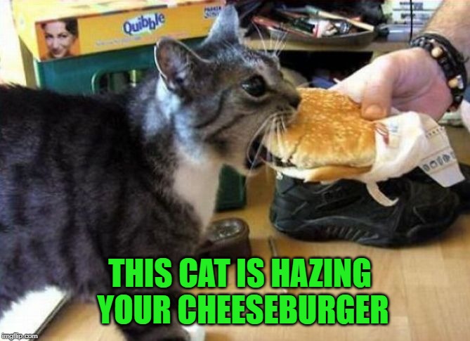 Cheeseburger cat | THIS CAT IS HAZING YOUR CHEESEBURGER | image tagged in cheeseburger cat | made w/ Imgflip meme maker