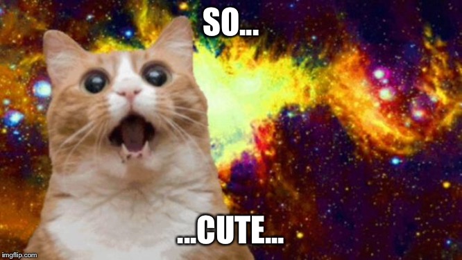 space cat | SO... ...CUTE... | image tagged in space cat | made w/ Imgflip meme maker