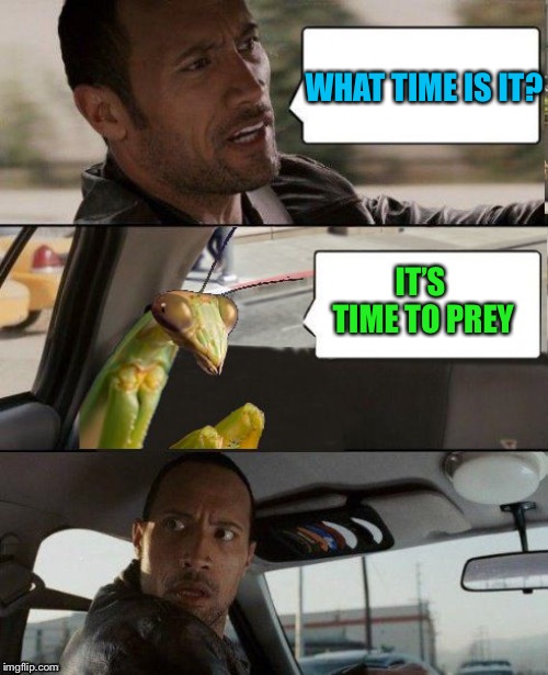 The Rock driving Green Mantis | WHAT TIME IS IT? IT’S TIME TO PREY | image tagged in the rock driving green mantis | made w/ Imgflip meme maker