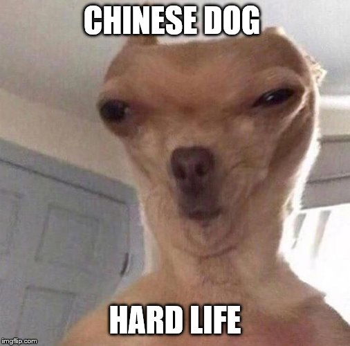 Funny dog | CHINESE DOG; HARD LIFE | image tagged in funny dog | made w/ Imgflip meme maker