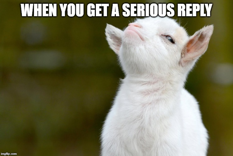 WHEN YOU GET A SERIOUS REPLY | image tagged in proud baby goat | made w/ Imgflip meme maker