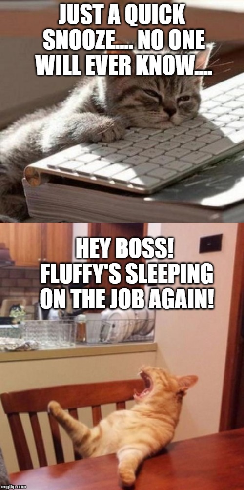 JUST A QUICK SNOOZE.... NO ONE WILL EVER KNOW.... HEY BOSS! FLUFFY'S SLEEPING ON THE JOB AGAIN! | image tagged in tired cat,yelling cat | made w/ Imgflip meme maker