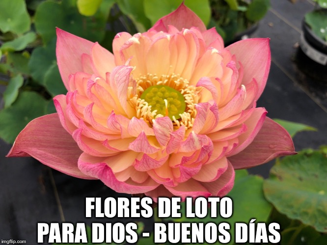 FLORES DE LOTO PARA DIOS - BUENOS DÍAS | image tagged in trump | made w/ Imgflip meme maker