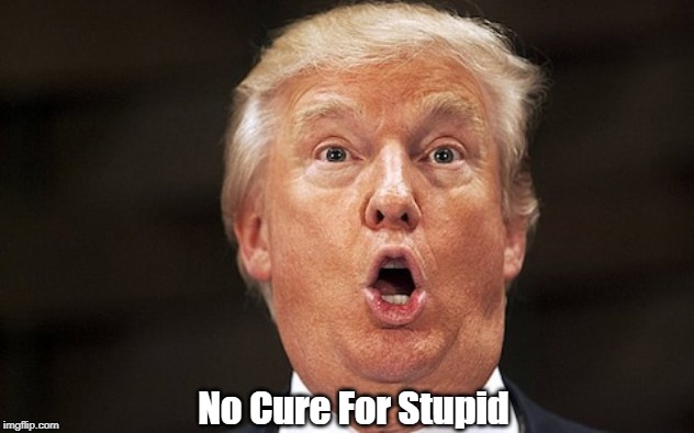 "No Cure For Stupid" | No Cure For Stupid | image tagged in stupidity,stupefaction,dimwittedness,ignorance,benightedness,trump | made w/ Imgflip meme maker