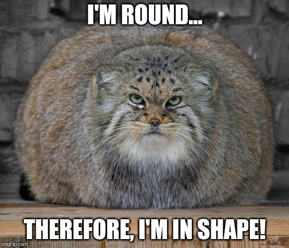 Round is a Shape | I'M ROUND... THEREFORE, I'M IN SHAPE! | image tagged in fat cats exercise,fat,overweight,chubby,fit,funny | made w/ Imgflip meme maker