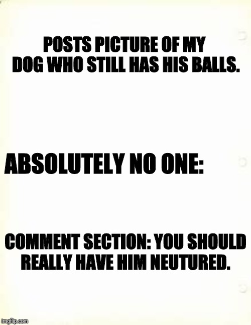 Play ball | POSTS PICTURE OF MY DOG WHO STILL HAS HIS BALLS. ABSOLUTELY NO ONE:; COMMENT SECTION: YOU SHOULD REALLY HAVE HIM NEUTURED. | image tagged in memes,pets,tf,stupid | made w/ Imgflip meme maker