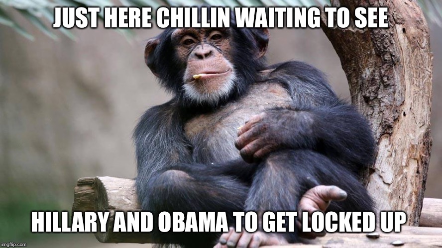 Chimp | JUST HERE CHILLIN WAITING TO SEE; HILLARY AND OBAMA TO GET LOCKED UP | image tagged in chimp | made w/ Imgflip meme maker