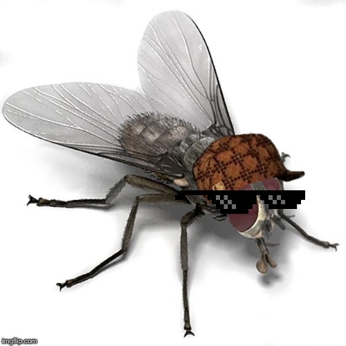 Scumbag House Fly | image tagged in scumbag house fly | made w/ Imgflip meme maker