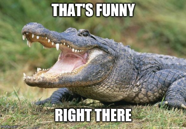 Way too funny gator | THAT'S FUNNY RIGHT THERE | image tagged in way too funny gator | made w/ Imgflip meme maker