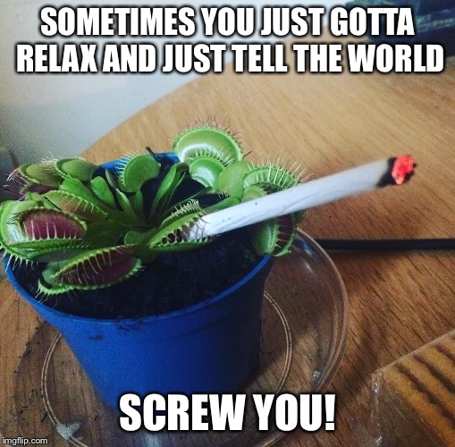 Smoking Flytrap | SOMETIMES YOU JUST GOTTA RELAX AND JUST TELL THE WORLD; SCREW YOU! | image tagged in smoking flytrap | made w/ Imgflip meme maker