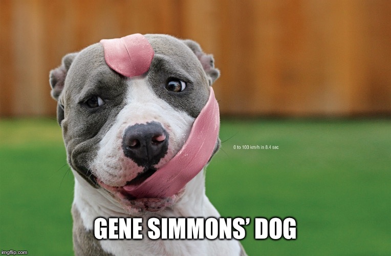 GENE SIMMONS’ DOG | made w/ Imgflip meme maker