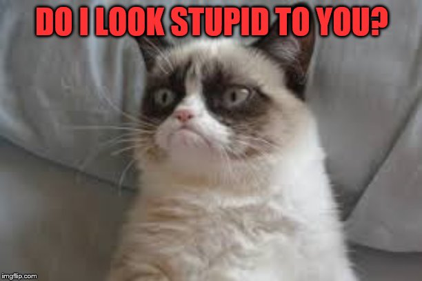 Grumpy cat | DO I LOOK STUPID TO YOU? | image tagged in grumpy cat | made w/ Imgflip meme maker