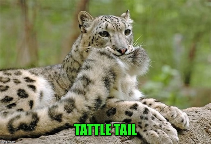 cat tail | TATTLE TAIL | image tagged in cat tail | made w/ Imgflip meme maker