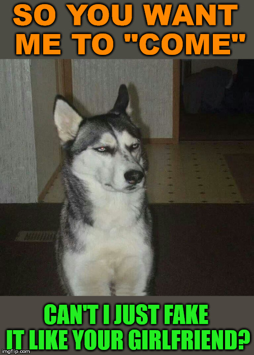 I want you to come | SO YOU WANT ME TO "COME"; CAN'T I JUST FAKE IT LIKE YOUR GIRLFRIEND? | image tagged in dog,frontpage,funny meme | made w/ Imgflip meme maker