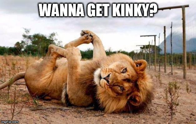 lion | WANNA GET KINKY? | image tagged in lion | made w/ Imgflip meme maker