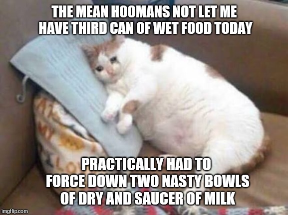 The inhumanity of it! | THE MEAN HOOMANS NOT LET ME HAVE THIRD CAN OF WET FOOD TODAY; PRACTICALLY HAD TO FORCE DOWN TWO NASTY BOWLS OF DRY AND SAUCER OF MILK | image tagged in sad fat cat,gluttony,humor | made w/ Imgflip meme maker