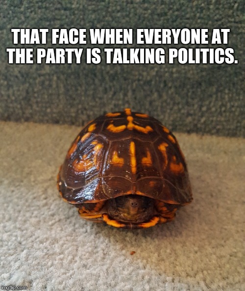 We love that you have an opinion we just don't need to hear it. | THAT FACE WHEN EVERYONE AT THE PARTY IS TALKING POLITICS. | image tagged in turtle,poltics,opinions,party,keep talking,keep calm | made w/ Imgflip meme maker