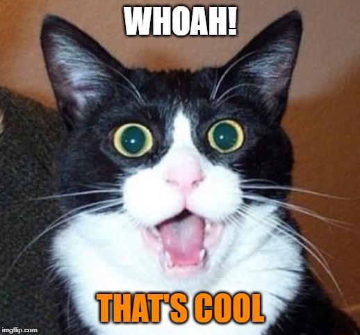 Surprised cat lol | WHOAH! THAT'S COOL | image tagged in surprised cat lol | made w/ Imgflip meme maker