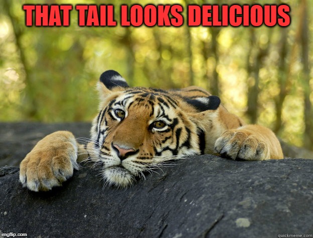 terrible tiger | THAT TAIL LOOKS DELICIOUS | image tagged in terrible tiger | made w/ Imgflip meme maker