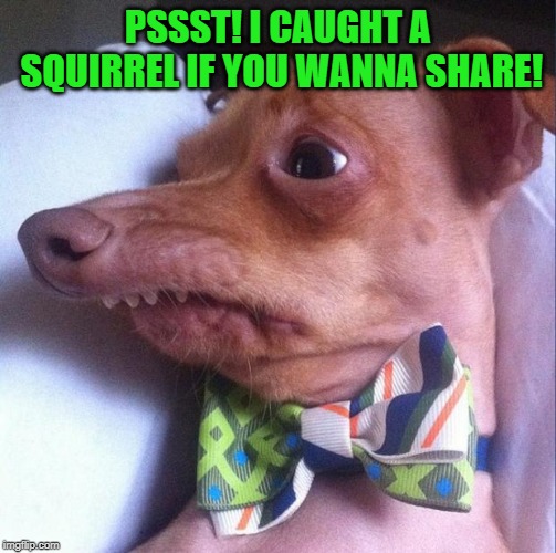 Tuna the dog (Phteven) | PSSST! I CAUGHT A SQUIRREL IF YOU WANNA SHARE! | image tagged in tuna the dog phteven | made w/ Imgflip meme maker
