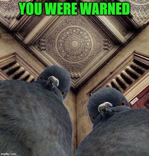 Angry Pigeons | YOU WERE WARNED | image tagged in angry pigeons | made w/ Imgflip meme maker