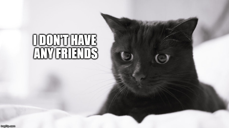 lonely cat | I DON'T HAVE ANY FRIENDS | image tagged in cat memes,funny cat memes,cat,funny | made w/ Imgflip meme maker