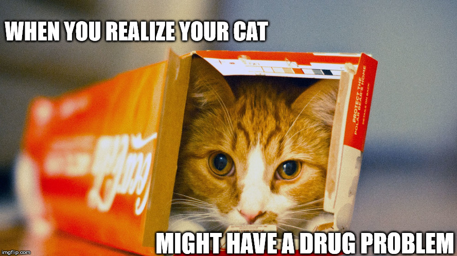 Rehab Cat | WHEN YOU REALIZE YOUR CAT; MIGHT HAVE A DRUG PROBLEM | image tagged in cat,funny cat memes,cat memes,coca cola,cocaine is a hell of a drug,rick james | made w/ Imgflip meme maker