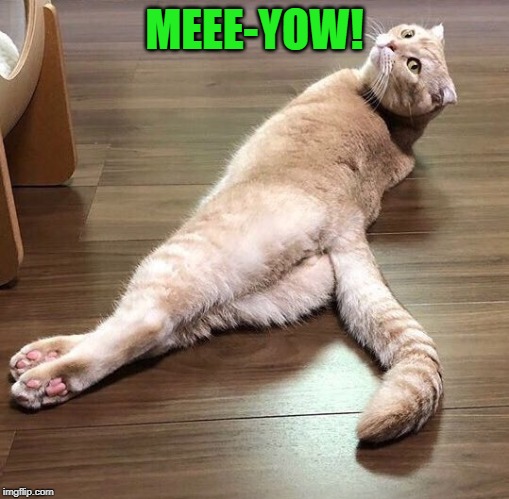 Sexy Cat | MEEE-YOW! | image tagged in sexy cat | made w/ Imgflip meme maker