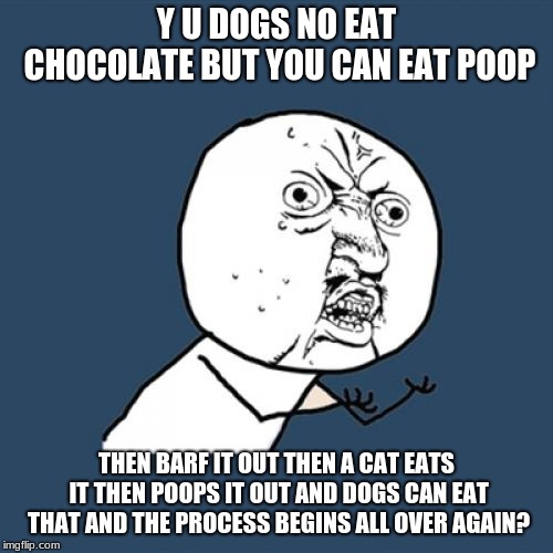 Y U No Meme | Y U DOGS NO EAT CHOCOLATE BUT YOU CAN EAT POOP; THEN BARF IT OUT THEN A CAT EATS IT THEN POOPS IT OUT AND DOGS CAN EAT THAT AND THE PROCESS BEGINS ALL OVER AGAIN? | image tagged in memes,y u no | made w/ Imgflip meme maker