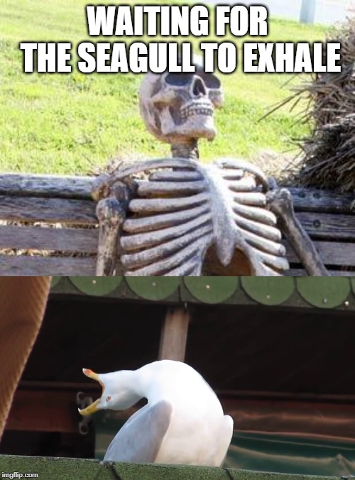 WAITING FOR THE SEAGULL TO EXHALE | image tagged in inhaling seagull | made w/ Imgflip meme maker