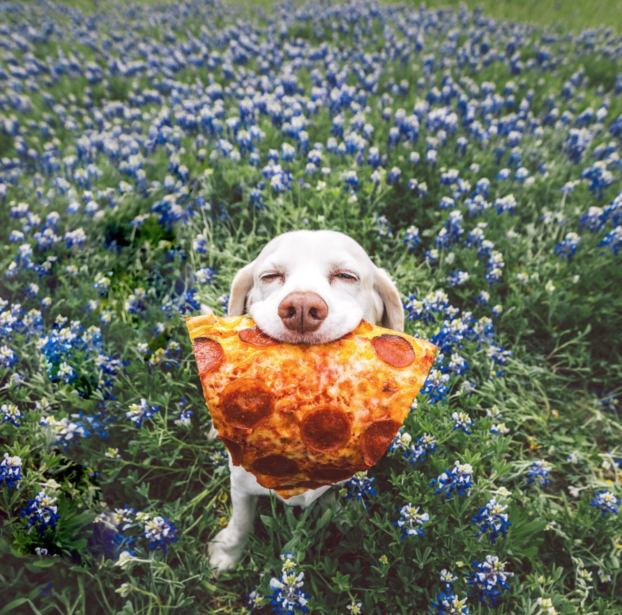 High Quality Pizza Flower Dog Blank Meme Template