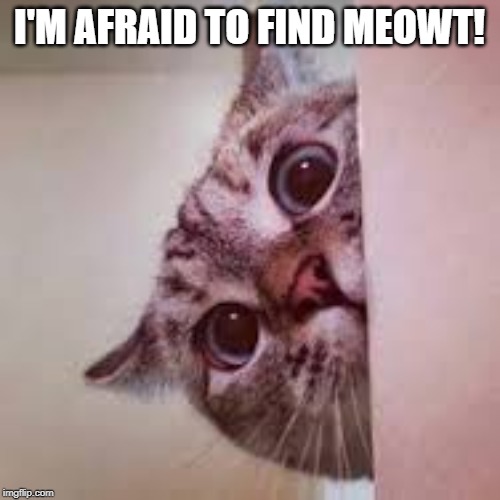 scared cat | I'M AFRAID TO FIND MEOWT! | image tagged in scared cat | made w/ Imgflip meme maker