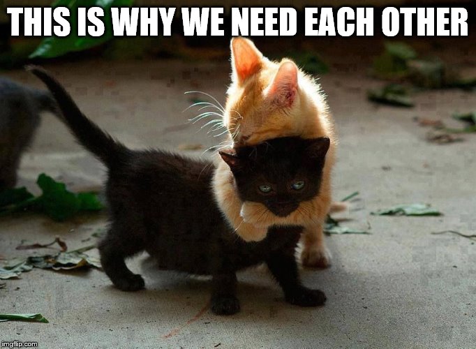 kitten hug | THIS IS WHY WE NEED EACH OTHER | image tagged in kitten hug | made w/ Imgflip meme maker