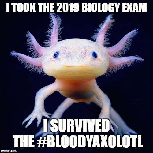Axolotl  | I TOOK THE 2019 BIOLOGY EXAM; I SURVIVED THE #BLOODYAXOLOTL | image tagged in axolotl | made w/ Imgflip meme maker