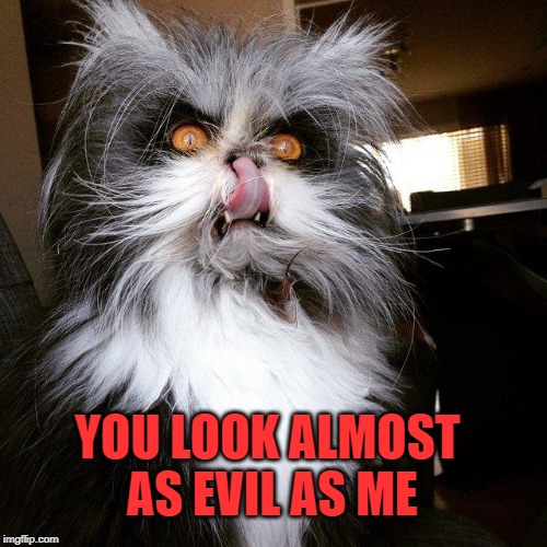 Scary looking devil cat | YOU LOOK ALMOST AS EVIL AS ME | image tagged in scary looking devil cat | made w/ Imgflip meme maker